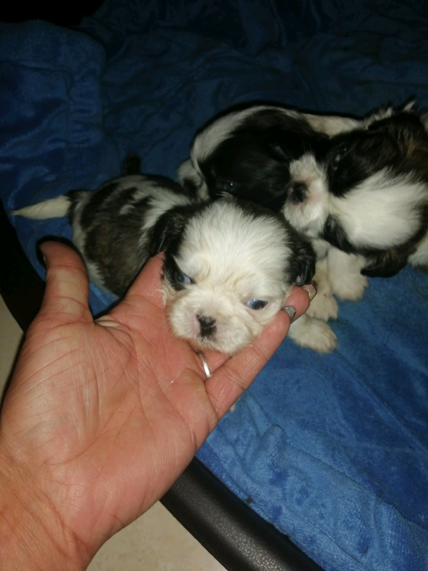 shih tzu for sale gumtree